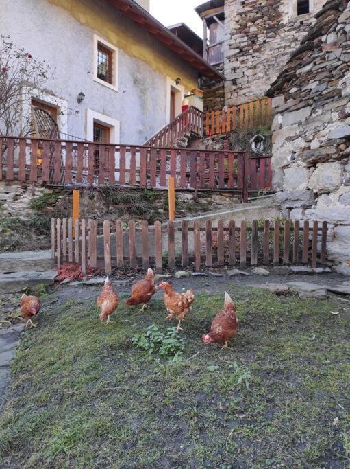 Casa Del Cios Calda E Intima Casetta Immersa Nel Verde Delle Montagne Alpe Basciumo Exterior foto